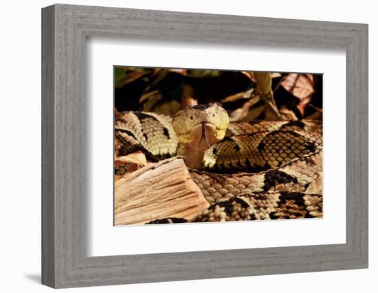 Fer-de-lance (Bothrops lanceolatus) captive, endemic to Martinique.-Daniel Heuclin-Framed Photographic Print