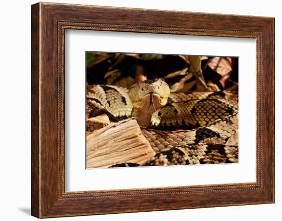 Fer-de-lance (Bothrops lanceolatus) captive, endemic to Martinique.-Daniel Heuclin-Framed Photographic Print