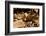 Fer-de-lance (Bothrops lanceolatus) captive, endemic to Martinique.-Daniel Heuclin-Framed Photographic Print