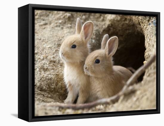 Feral Domestic Rabbit (Oryctolagus Cuniculus) Babies At Burrow-Yukihiro Fukuda-Framed Premier Image Canvas