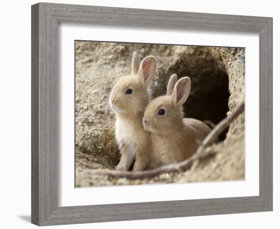 Feral Domestic Rabbit (Oryctolagus Cuniculus) Babies At Burrow-Yukihiro Fukuda-Framed Photographic Print