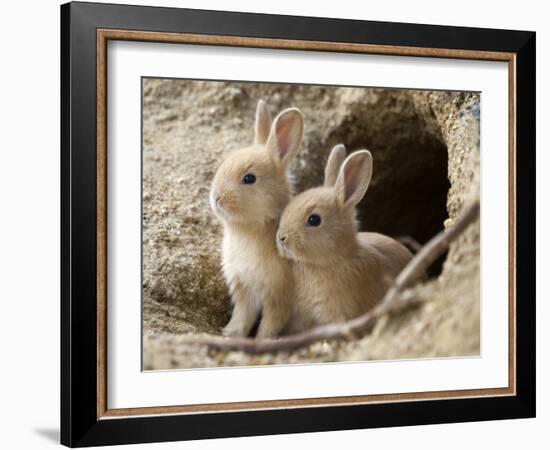 Feral Domestic Rabbit (Oryctolagus Cuniculus) Babies At Burrow-Yukihiro Fukuda-Framed Photographic Print