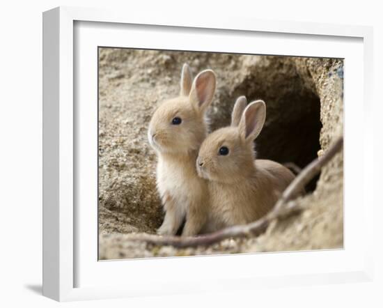 Feral Domestic Rabbit (Oryctolagus Cuniculus) Babies At Burrow-Yukihiro Fukuda-Framed Photographic Print