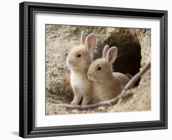 Feral Domestic Rabbit (Oryctolagus Cuniculus) Babies At Burrow-Yukihiro Fukuda-Framed Photographic Print