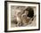 Feral Domestic Rabbit (Oryctolagus Cuniculus) Babies At Burrow-Yukihiro Fukuda-Framed Photographic Print