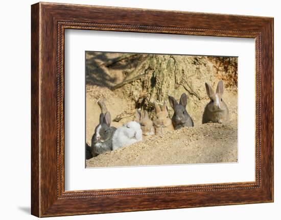 Feral Domestic Rabbit (Oryctolagus Cuniculus) Babies Resting Near Burrow-Yukihiro Fukuda-Framed Photographic Print