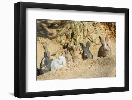 Feral Domestic Rabbit (Oryctolagus Cuniculus) Babies Resting Near Burrow-Yukihiro Fukuda-Framed Photographic Print