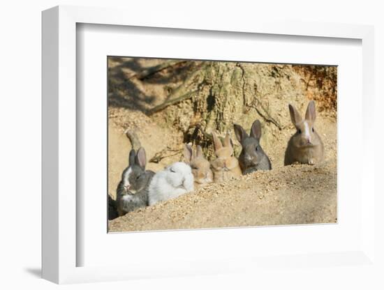 Feral Domestic Rabbit (Oryctolagus Cuniculus) Babies Resting Near Burrow-Yukihiro Fukuda-Framed Photographic Print