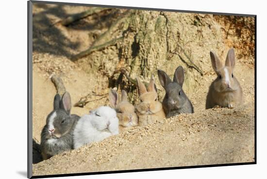 Feral Domestic Rabbit (Oryctolagus Cuniculus) Babies Resting Near Burrow-Yukihiro Fukuda-Mounted Photographic Print