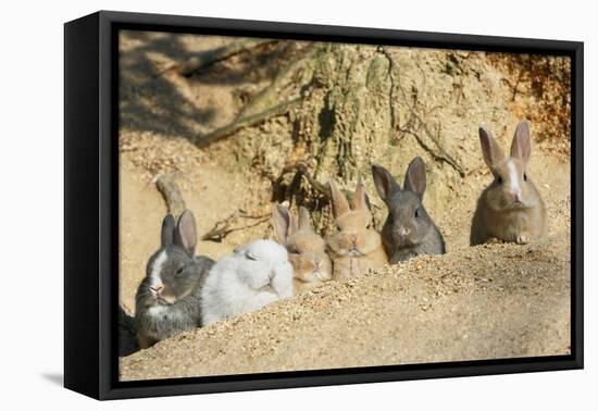 Feral Domestic Rabbit (Oryctolagus Cuniculus) Babies Resting Near Burrow-Yukihiro Fukuda-Framed Premier Image Canvas