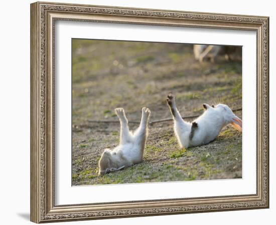 Feral Domestic Rabbit (Oryctolagus Cuniculus) Baby Rabbits-Yukihiro Fukuda-Framed Photographic Print