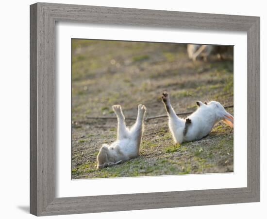 Feral Domestic Rabbit (Oryctolagus Cuniculus) Baby Rabbits-Yukihiro Fukuda-Framed Photographic Print