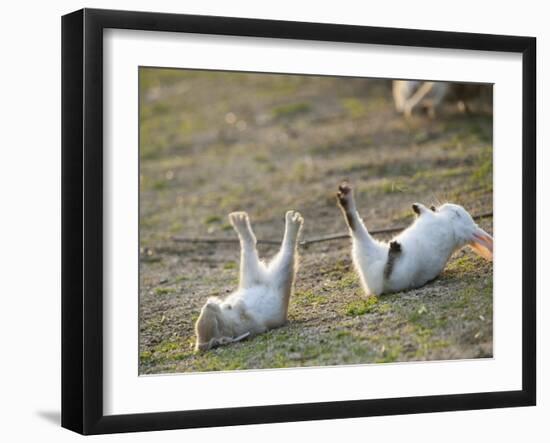 Feral Domestic Rabbit (Oryctolagus Cuniculus) Baby Rabbits-Yukihiro Fukuda-Framed Photographic Print