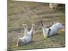 Feral Domestic Rabbit (Oryctolagus Cuniculus) Baby Rabbits-Yukihiro Fukuda-Mounted Photographic Print