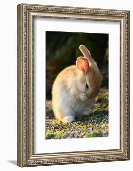 Feral Domestic Rabbit (Oryctolagus Cuniculus) Cleaning Its Face-Yukihiro Fukuda-Framed Photographic Print