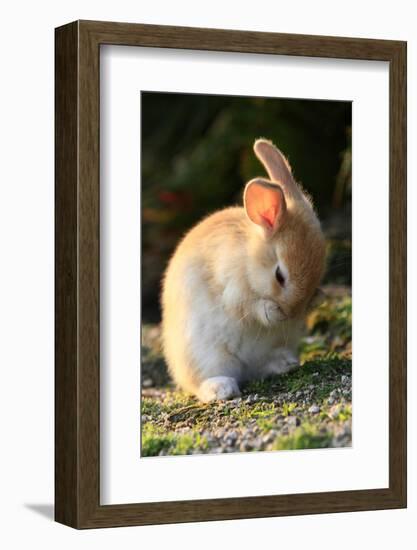 Feral Domestic Rabbit (Oryctolagus Cuniculus) Cleaning Its Face-Yukihiro Fukuda-Framed Photographic Print