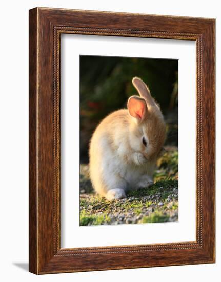 Feral Domestic Rabbit (Oryctolagus Cuniculus) Cleaning Its Face-Yukihiro Fukuda-Framed Photographic Print