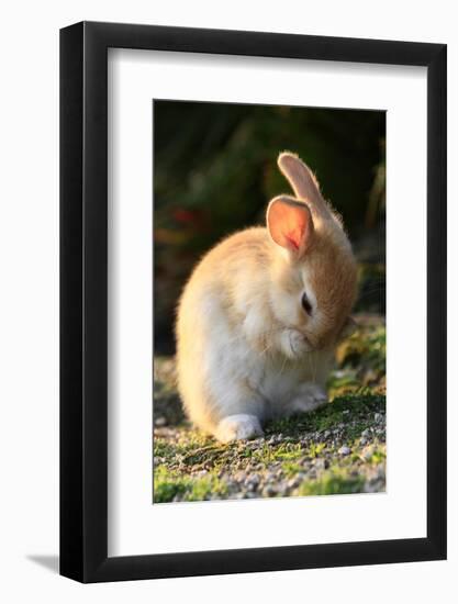 Feral Domestic Rabbit (Oryctolagus Cuniculus) Cleaning Its Face-Yukihiro Fukuda-Framed Photographic Print