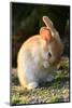 Feral Domestic Rabbit (Oryctolagus Cuniculus) Cleaning Its Face-Yukihiro Fukuda-Mounted Photographic Print