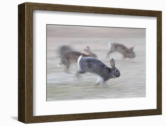 Feral Domestic Rabbit (Oryctolagus Cuniculus) Group Running From Bird Of Prey-Yukihiro Fukuda-Framed Photographic Print