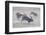 Feral Domestic Rabbit (Oryctolagus Cuniculus) Group Running From Bird Of Prey-Yukihiro Fukuda-Framed Photographic Print