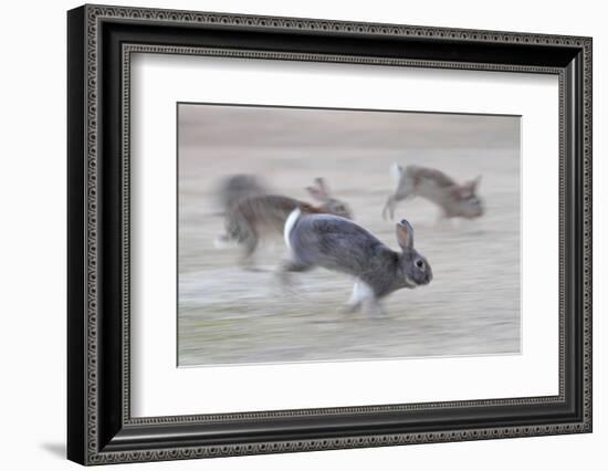 Feral Domestic Rabbit (Oryctolagus Cuniculus) Group Running From Bird Of Prey-Yukihiro Fukuda-Framed Photographic Print