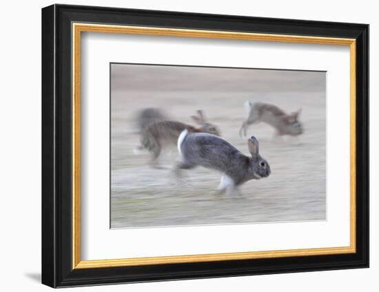 Feral Domestic Rabbit (Oryctolagus Cuniculus) Group Running From Bird Of Prey-Yukihiro Fukuda-Framed Photographic Print