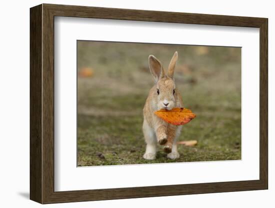 Feral Domestic Rabbit (Oryctolagus Cuniculus) Juvenile Running With Dead Leaf In Mouth-Yukihiro Fukuda-Framed Photographic Print