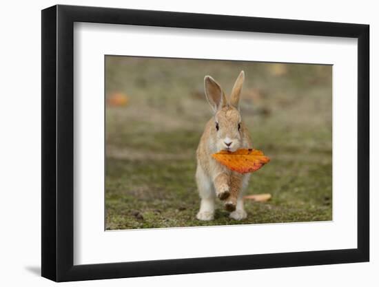 Feral Domestic Rabbit (Oryctolagus Cuniculus) Juvenile Running With Dead Leaf In Mouth-Yukihiro Fukuda-Framed Photographic Print