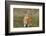 Feral Domestic Rabbit (Oryctolagus Cuniculus) Juvenile Running With Dead Leaf In Mouth-Yukihiro Fukuda-Framed Photographic Print