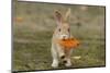 Feral Domestic Rabbit (Oryctolagus Cuniculus) Juvenile Running With Dead Leaf In Mouth-Yukihiro Fukuda-Mounted Photographic Print