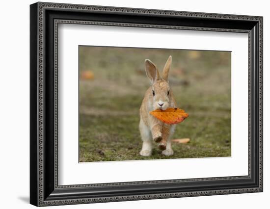 Feral Domestic Rabbit (Oryctolagus Cuniculus) Juvenile Running With Dead Leaf In Mouth-Yukihiro Fukuda-Framed Photographic Print