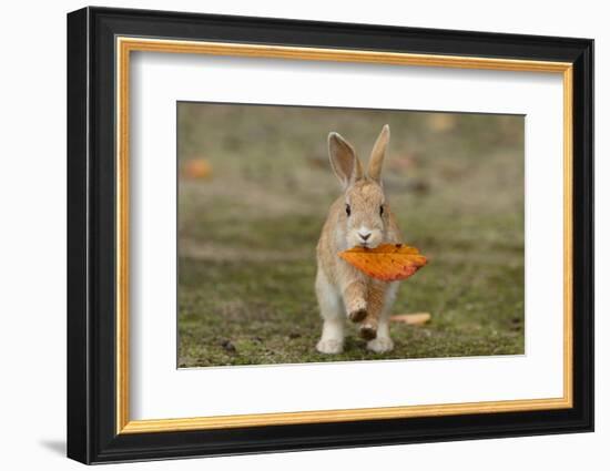 Feral Domestic Rabbit (Oryctolagus Cuniculus) Juvenile Running With Dead Leaf In Mouth-Yukihiro Fukuda-Framed Photographic Print