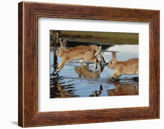 Feral Domestic Rabbit (Oryctolagus Cuniculus) Running in Puddle-Yukihiro Fukuda-Framed Photographic Print