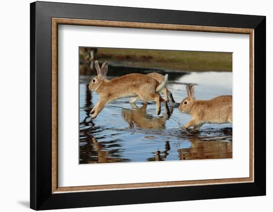 Feral Domestic Rabbit (Oryctolagus Cuniculus) Running in Puddle-Yukihiro Fukuda-Framed Photographic Print