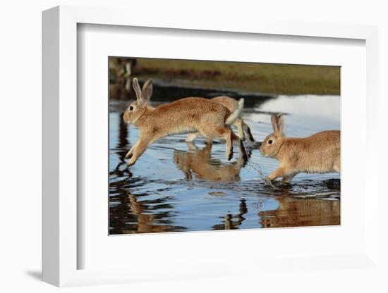 Feral Domestic Rabbit (Oryctolagus Cuniculus) Running in Puddle-Yukihiro Fukuda-Framed Photographic Print