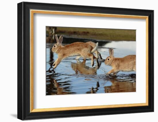 Feral Domestic Rabbit (Oryctolagus Cuniculus) Running in Puddle-Yukihiro Fukuda-Framed Photographic Print