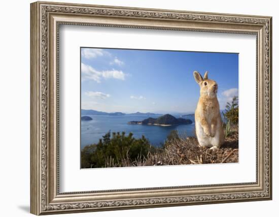 Feral Domestic Rabbit (Oryctolagus Cuniculus) Standing On Hind Legs On Coast-Yukihiro Fukuda-Framed Photographic Print