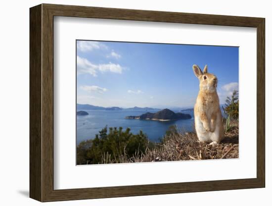 Feral Domestic Rabbit (Oryctolagus Cuniculus) Standing On Hind Legs On Coast-Yukihiro Fukuda-Framed Photographic Print