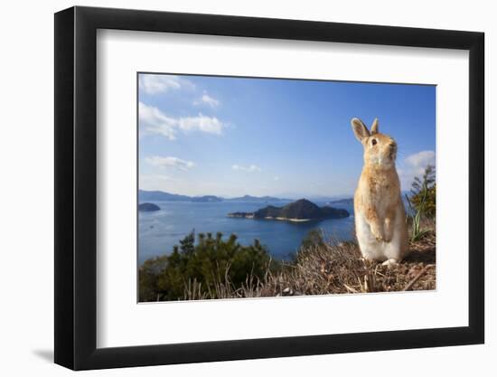 Feral Domestic Rabbit (Oryctolagus Cuniculus) Standing On Hind Legs On Coast-Yukihiro Fukuda-Framed Photographic Print