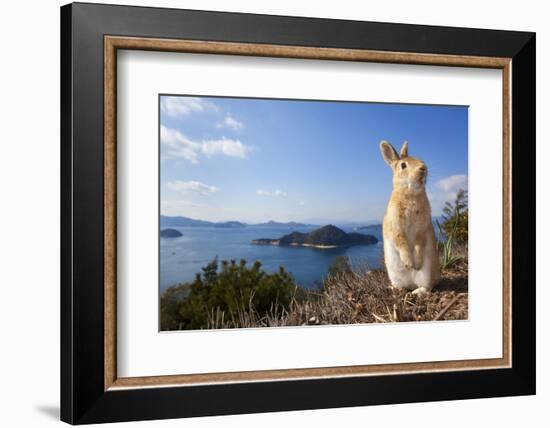 Feral Domestic Rabbit (Oryctolagus Cuniculus) Standing On Hind Legs On Coast-Yukihiro Fukuda-Framed Photographic Print