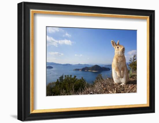 Feral Domestic Rabbit (Oryctolagus Cuniculus) Standing On Hind Legs On Coast-Yukihiro Fukuda-Framed Photographic Print