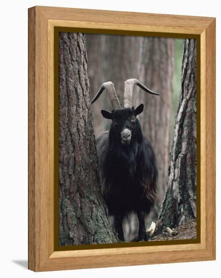 Feral Goat Male in Pinewood (Capra Hircus), Scotland-Niall Benvie-Framed Premier Image Canvas