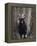 Feral Goat Male in Pinewood (Capra Hircus), Scotland-Niall Benvie-Framed Premier Image Canvas