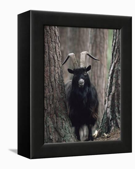 Feral Goat Male in Pinewood (Capra Hircus), Scotland-Niall Benvie-Framed Premier Image Canvas