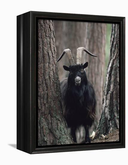 Feral Goat Male in Pinewood (Capra Hircus), Scotland-Niall Benvie-Framed Premier Image Canvas