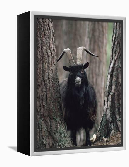 Feral Goat Male in Pinewood (Capra Hircus), Scotland-Niall Benvie-Framed Premier Image Canvas