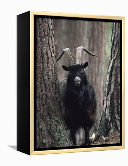 Feral Goat Male in Pinewood (Capra Hircus), Scotland-Niall Benvie-Framed Premier Image Canvas