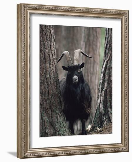 Feral Goat Male in Pinewood (Capra Hircus), Scotland-Niall Benvie-Framed Photographic Print