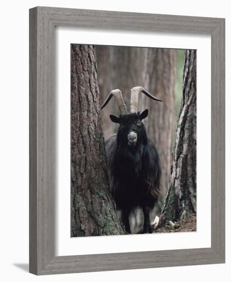 Feral Goat Male in Pinewood (Capra Hircus), Scotland-Niall Benvie-Framed Photographic Print